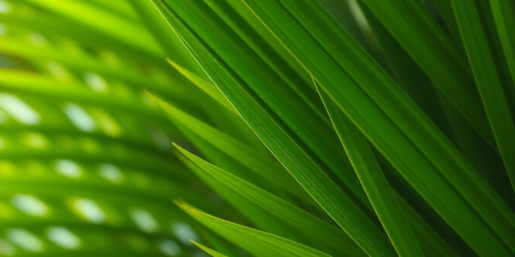 Close-up of lush Areca palm leaves.